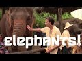 A day at the Elephant Nature Park