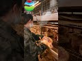 poultry farming #veterinary#poultry #farming #factory