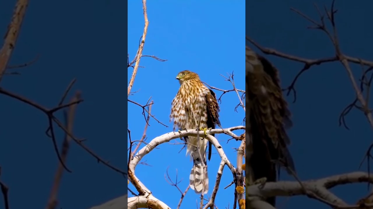 Winged Predators: The Mighty Majesty of Hawks