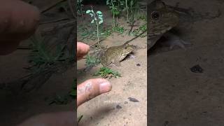 Catch Big Frogs Funny Try Dont Laugh Wepwep Catching Frogs Make You Laugh