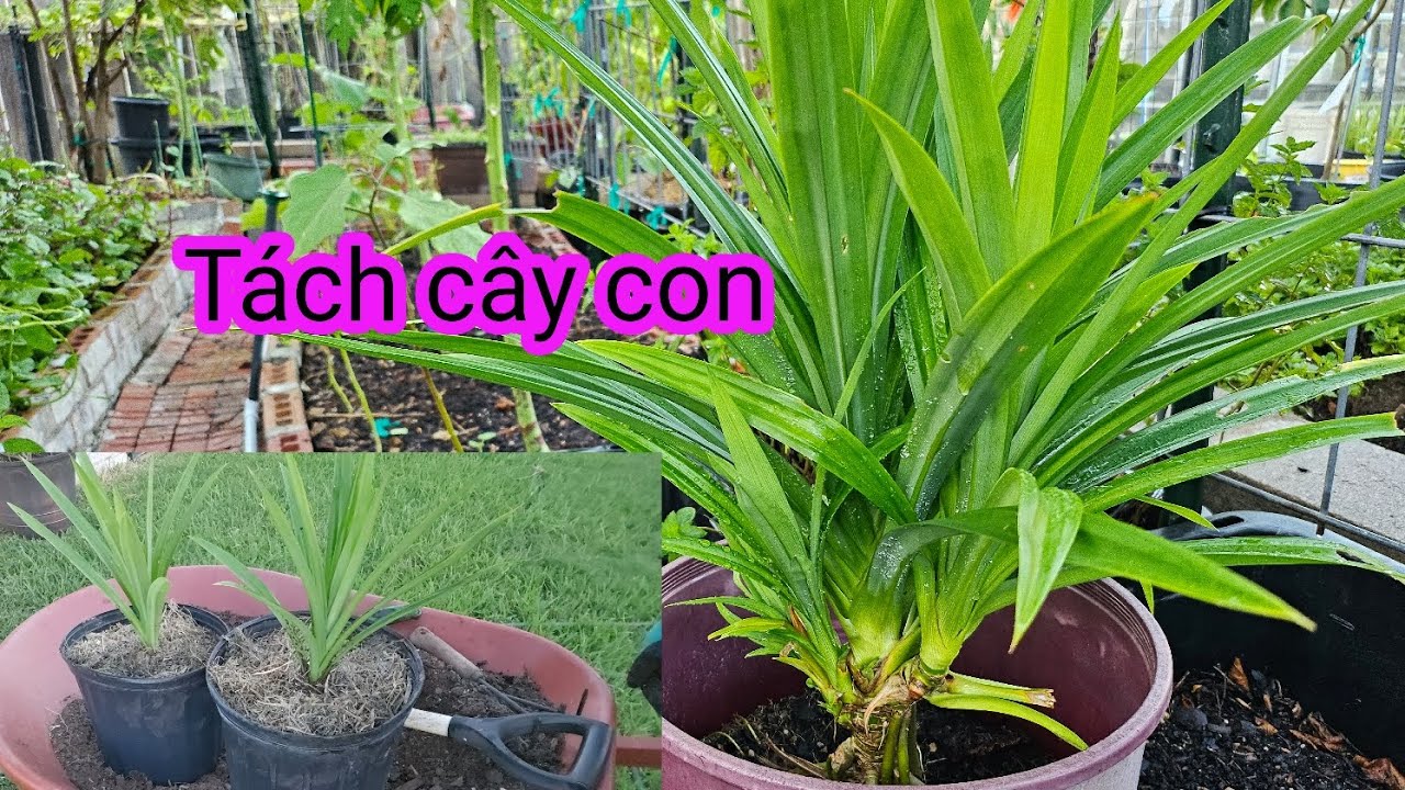 #342:Chiều ra vườn chăm lại hành lá, trồng thêm rau răm và tách lá dứa ...