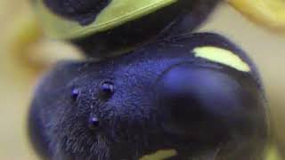 Extreme Close-up of a Wasp