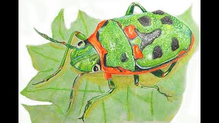 How to Draw a Jewel Bug (Stink Bug)