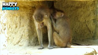 Lovely Monkey Couple Spending Time Together