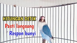Lovebird gacor ngekek panjang jago bikin bunyi, hitungan detik pasti langsung nyaut bunyi