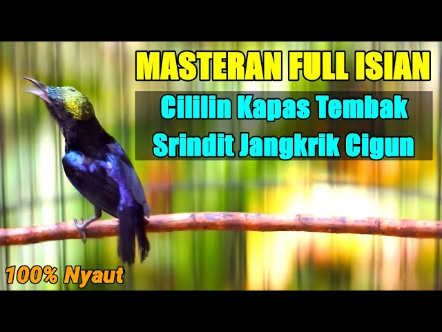 MASTERAN KOLIBRI NINJA FULL ISIAN TEMBAKAN CILILIN KAPAS TEMBAK SRINDIT JANGKRIK CIGUN class=