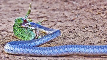 Chameleon Fights Back at Striking Snake