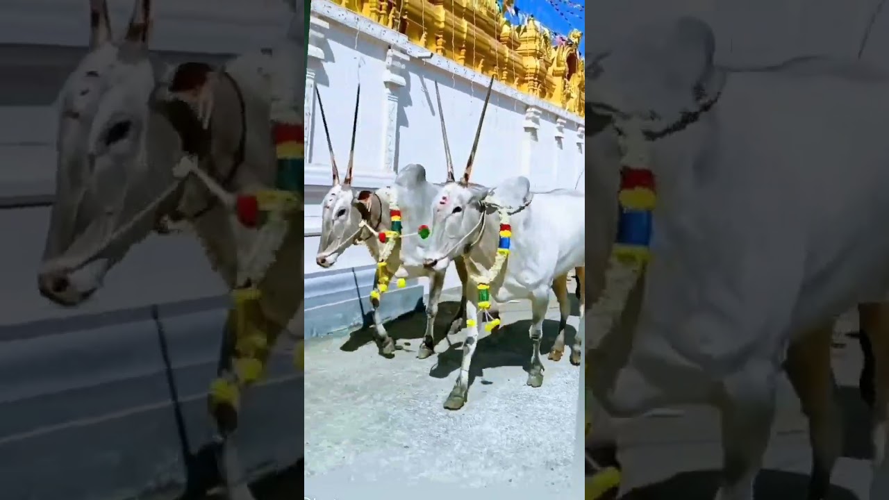 karnataka halikar lover 