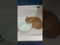 🧸 (22:58) в рил:: там офигенский котик рыжик пьет оргомный банки воды((я просто шоке.))#ryp