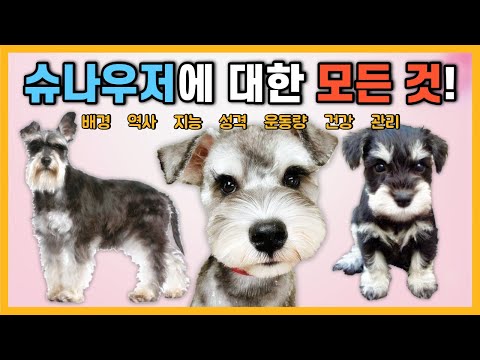 슈나우저에 대한 모든 정보! [강아지 품종 특징] (스탠다드 슈나우저, 미니어처 슈나우저, 자이언트 슈나우저)