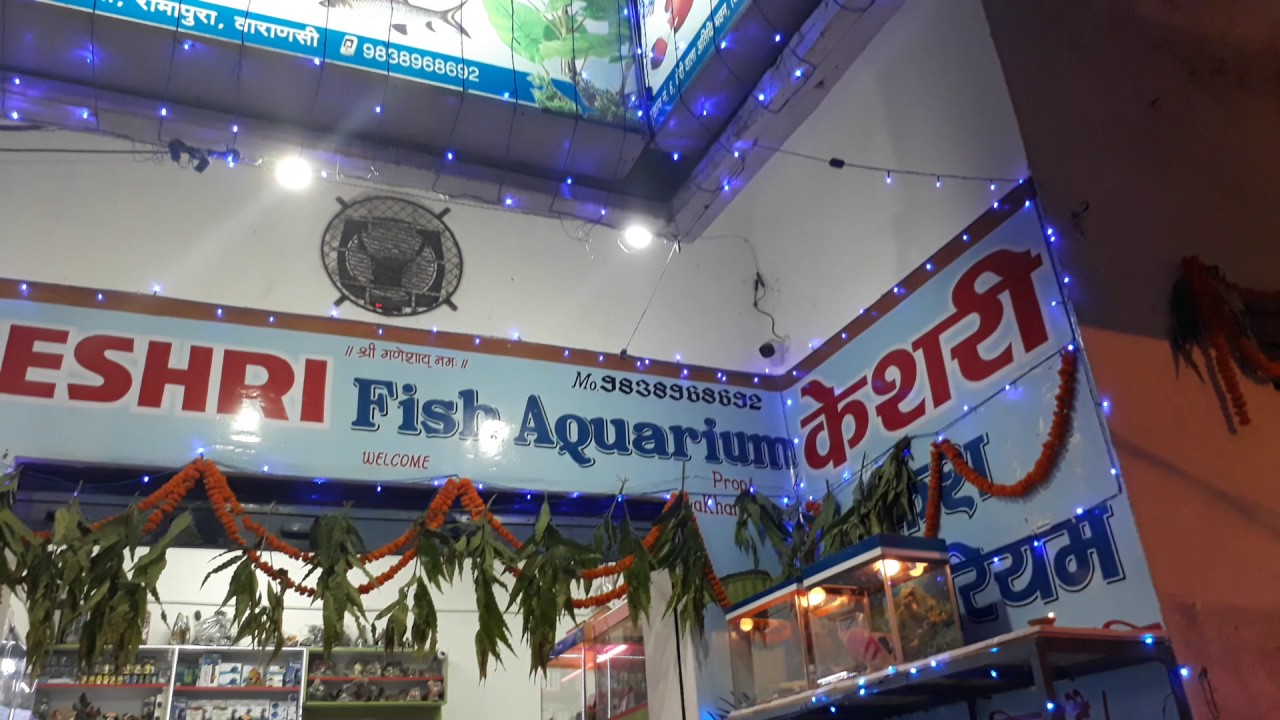 Keshri fish aqurium Varanasi (u.p) YouTube