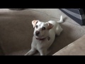 Random: Dog prefers to eat toe then do Tricks Bang bang!!
