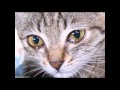 ИНВАЛИД И КОТ ♌  Disabled and the cat / До слез трогательный ролик ǀ КОТ ǀ Cats ǀ STORY ABOUT A CAT