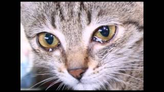 ИНВАЛИД И КОТ ♌ Disabled and the cat / До слез трогательный ролик ǀ КОТ ǀ Cats ǀ STORY ABOUT A CAT ИНВАЛИД И КОТ ♌ Disabled and the cat / До слез трогательный ролик ǀ КОТ ǀ Cats ǀ STORY ABOUT A CAT
