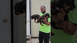 6 Weeks Old Puppies 3345606758