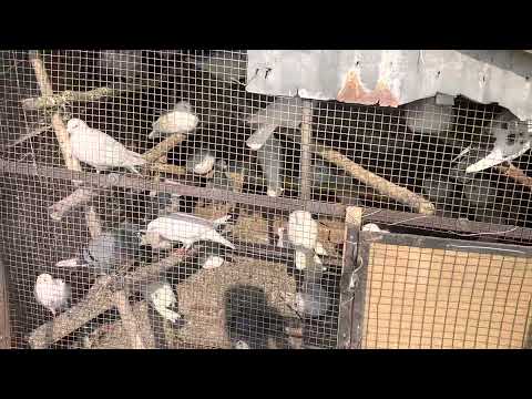 2021 pratapgarh pigeons flight winners best pigeons
