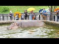かばのおトイレたいむ(この動画には排泄シーンが含まれています)excretion of hippopotamus