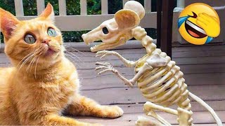 Funny & Cute Animals 2024 😂 Try Not To Laugh 😁 😉 😄