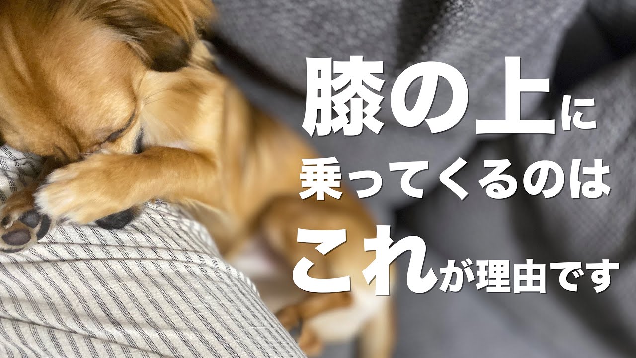 犬 が 膝 の 上 に 乗る