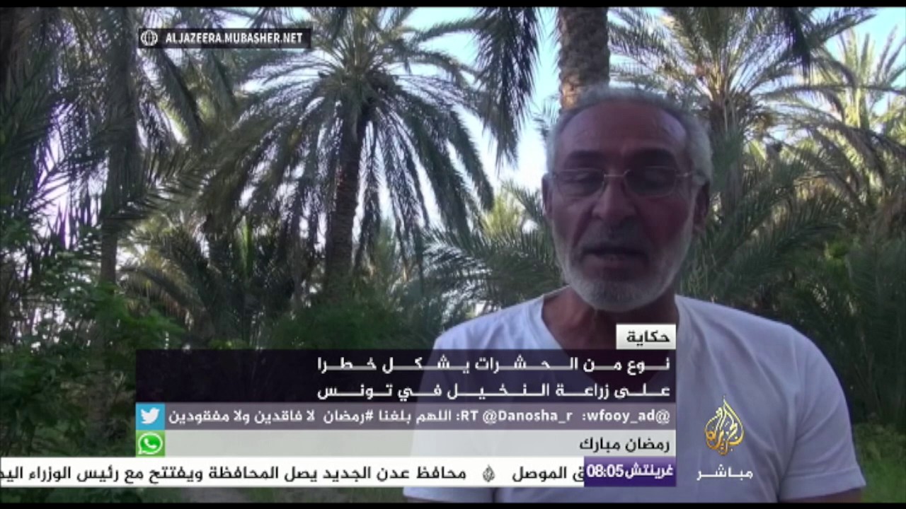 حشرات تشكل خطرا على زراعة النخيل في تونس