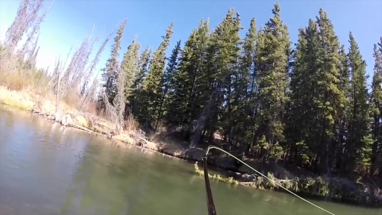Arctic Grayling Fly Fishing Yukon Territory YouTube