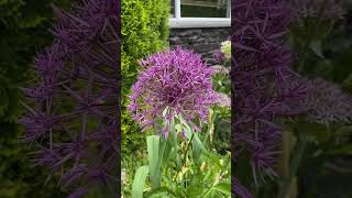 Alliums- Purple Sensation and Mount Everest.