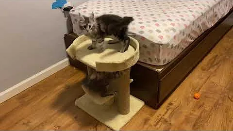 Watch the video about 10 week old Maine Coon kittens, kittens playing, kittens talking to mom
