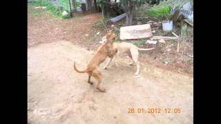 X-Treme Dogs By X-Redman 2012-01-28 Poco. By Ermhnefths29 Pitbullgr