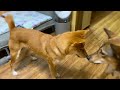 【保護犬たち】同居4日目