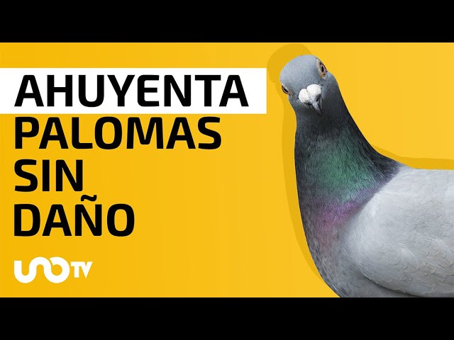 Cómo ahuyentar palomas de forma definitiva