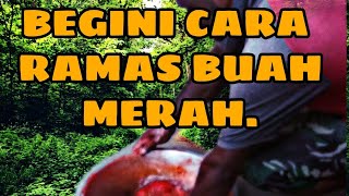 Begini Cara Meramas Buah Merah Dengan Cara Manual