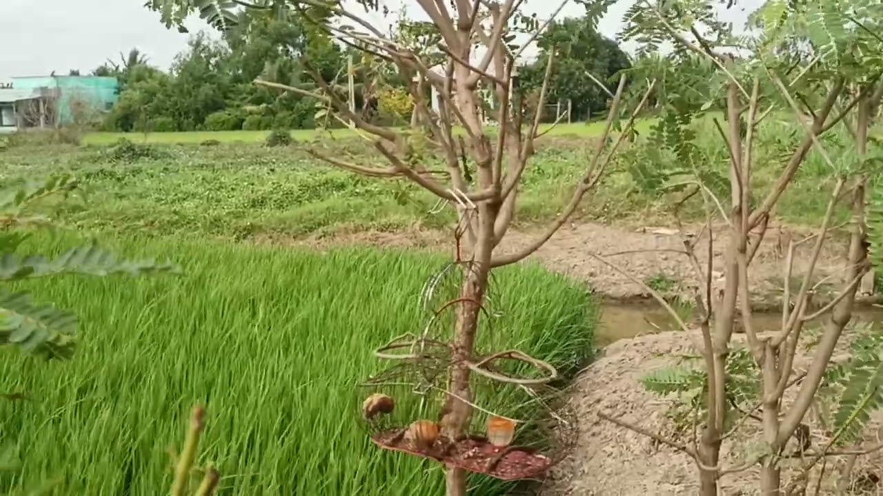 #chimmoi dợt cho em nó nhớ bài 