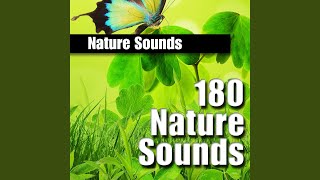 Daytime Jungle Ambience with Water Dripping, Birds and Insects