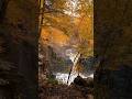 The Hermitage Woodland Walk in Dunkeld, Scotland 🍁🍂 #autumn #shorts
