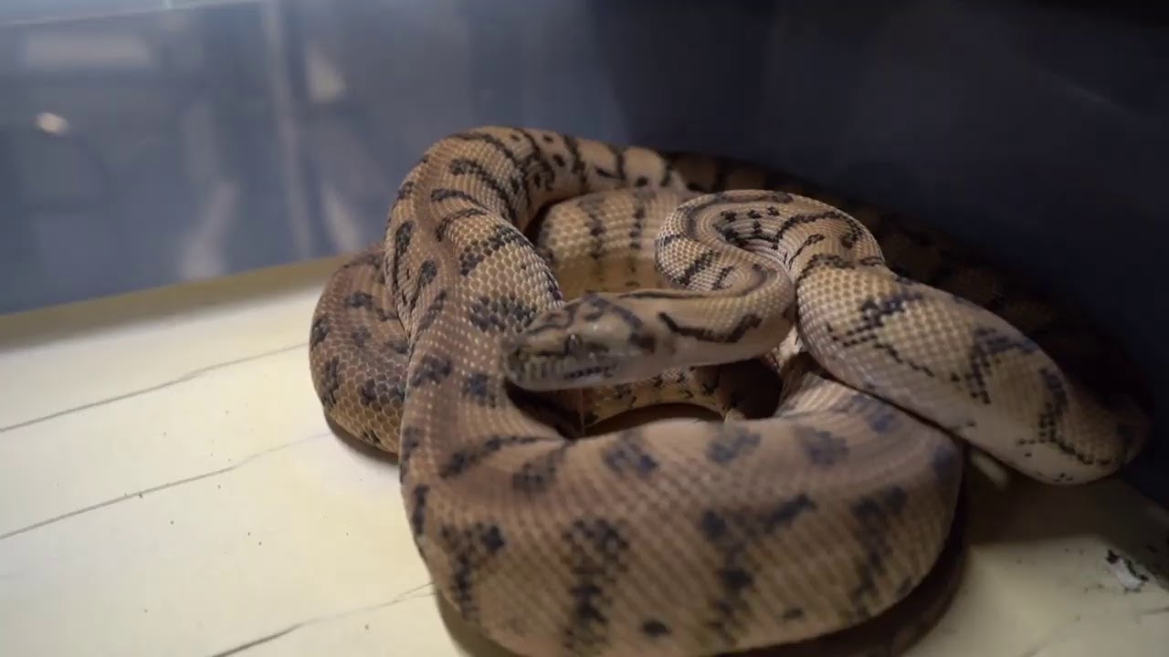 Adult pythons at KHP Reptiles.