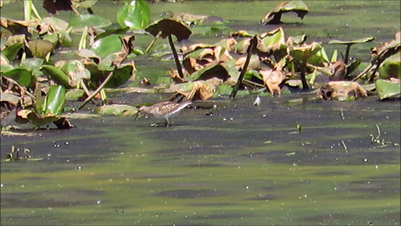 Solitary Sandpiper and Least Sandpipers 
