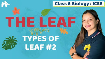 The Leaf Class 6 ICSE Biology Chapter 1 | Selina | Types of Leaf #2