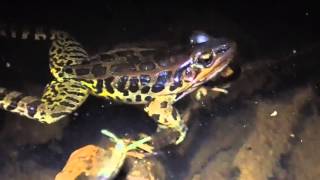 Pickerel Frog Vocalizing 3/16/16