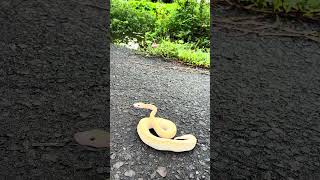 💛 #snake #reptiles #lifeisbutadream #wildlife #animals #nature #python #ballpython #indonesia