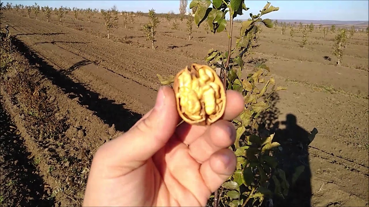 Livada noastră de nuc la încheierea anului 2 de vegetație. Pescianski, Chandler. XI.2019.