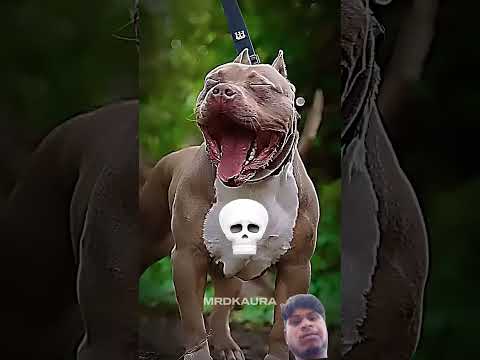 xl pitbull dog's are not scary 🐕☠️#potbull #bulldog #editibg  #ameticanbully