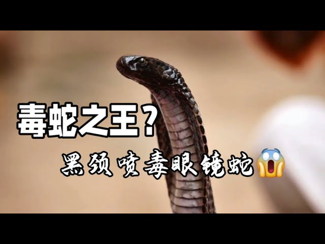 毒蛇之王：黑颈喷毒眼镜蛇- YouTube