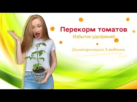 Перекорм томатов! Избыток