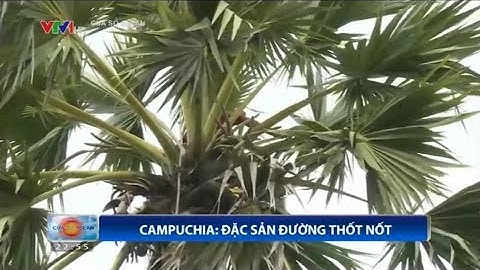 Đặc sản đường thốt nốt của Campuchia || Cửa sổ ASEAN
