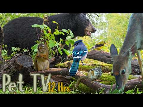 BEST WILDLIFE 😻12 Hour Compilation of Deer, Bear, Chipmunks, Birds On Sunset Cove (Dog TV • Cat TV)