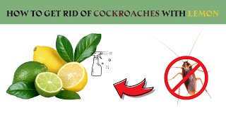 How to Get Rid of Cockroaches with Lemon