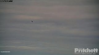 SWFL Eagles ~ Flying Lesson, by Dad