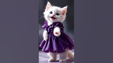 Thumbnail of Bella Sings to Zunea Zunea 🎤#dancingcat  #cat #cutecat #funnycat #dancingcat #dj #kitten #funny