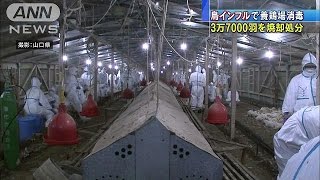 鳥インフルでニワトリ3万7000羽を殺処分　山口(14/12/31)