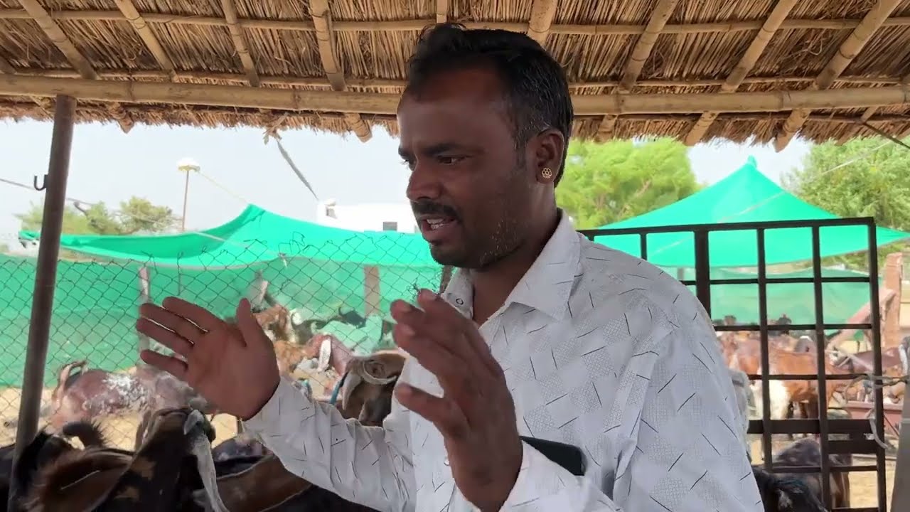 मुंबई में लगाता हूँ क़ुर्बानी बकरों की सेल | rajasthan goat farm | Eid bakre mandi 2025